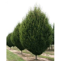 Hrab obycajný - Carpinus betulus ´Fastigiata´