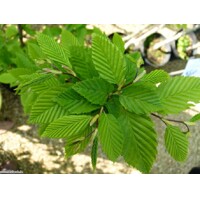 Hrab obyčajný - Carpinus betulus Fastigiata Co10.5L  150/200