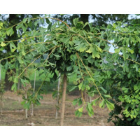 Ginko dvojlalo?né - Ginkgo biloba ´Pendula´ - na 200cm kmeni, 8/10