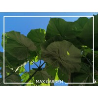 Paulownia fortunei ‘Fast Blue’ -200/300cm - LEN NA OSOBNÝ ODBER!