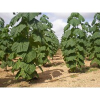 Paulownia fortunei ‘Fast Blue’ -200/300cm - LEN NA OSOBNÝ ODBER!