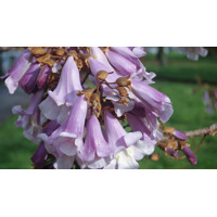 Paulownia fortunei ‘Fast Blue’ -200/300cm - LEN NA OSOBNÝ ODBER!