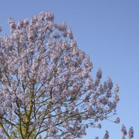 Paulownia fortunei ‘Fast Blue’ -200/300cm - LEN NA OSOBNÝ ODBER!