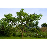 Paulownia fortunei ‘Fast Blue’ -200/300cm - LEN NA OSOBNÝ ODBER!