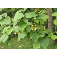 Paulownia tomentosa 