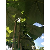 Paulownia fortunei ‘Fast Blue’ -200/300cm - LEN NA OSOBNÝ ODBER!