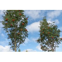 Sorbus Aucuparia ´Lutescens´ - Jarabina mukyňova 