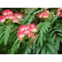 Albízia - Albizia julibrissin Ombrella Co7,5L 150/200