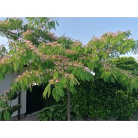 Albízia - Albizia julibrissin Ombrella Co7,5L 150/200