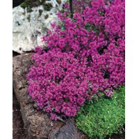 Dúška v?asná - Thymus praecox ´Red Carpet´