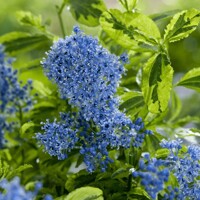 Ceanothus thyrsiflorus 'El Dorado' Co2L