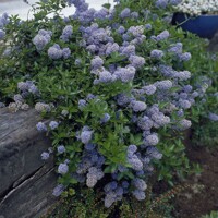 Ceanothus thyrsiflorus 'El Dorado' Co2L