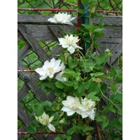 Plamienok - Clematis 'Rubens' 40+ Co1L 40/50