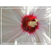 Ibištek bahenný - Hibiscus moscheutos Jolly Heart