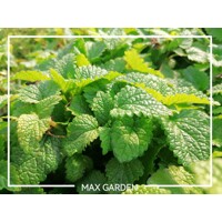 Medovka lekárska - Melissa officinalis L. P14