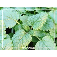 Medovka lekárska - Melissa officinalis L. P14