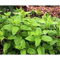 Medovka lekárska - Melissa officinalis L. P14
