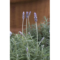 Levanduľa úzkolistá - Lavandula angustifolia P14