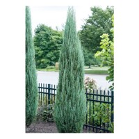 Borievka - Juniperus scopulorum ´Blue Arrow´ - 20/30cm