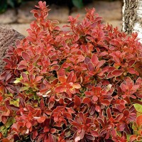 Drá? Thunbergov - Berberis thunbergii f. atropurpurea 'Admiration' - 20/30cm