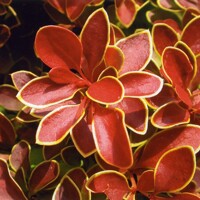 Drá? Thunbergov - Berberis thunbergii f. atropurpurea 'Admiration' - 20/30cm