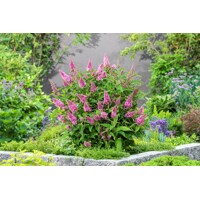 Buddleja davidii ´Butterfly Candy Little Pink´