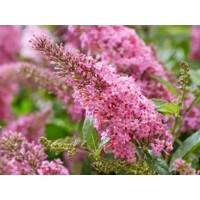 Buddleja davidii ´Butterfly Candy Little Pink´