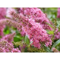 Buddleja davidii ´Butterfly Candy Little Pink´ - 15/20cm