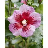 Ibištek - Hibiscus syriacus ´Flower Tower Purple´ - 30/40cm