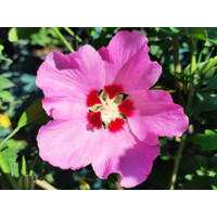 Ibištek - Hibiscus syriacus ´Pink Giant´ - 30/40cm