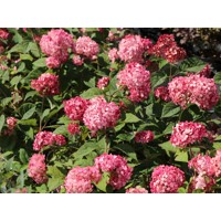 Hortenzia stromčekovitá - Hydrangea arborescens 'Ruby Annabelle' Co4L 30/40