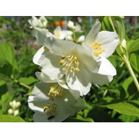 Philadelphus ´Lemoinei´ - 20/30cm