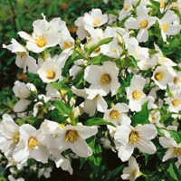 Philadelphus ´Lemoinei´ - 20/30cm