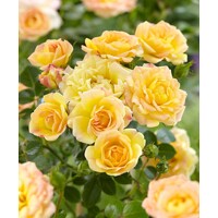 Ruža - Rosa 'The Fairy Yellow' -15/20cm
