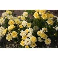 Ruža - Rosa 'The Fairy Yellow' -15/20cm