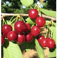 ?ereš?a ´Halka´ - neskorá
