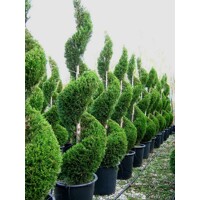 Cyprusovec leylandský  - Cupressocyparis leylandii SPIRAL - 100/120cm