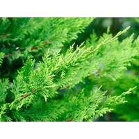 Cyprusovec leylandský  - Cupressocyparis leylandii SPIRAL - 100/120cm
