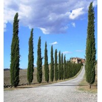 Cyprus vždyzelený - Cupressus sempervirens 'Totem' Co15L 125/150