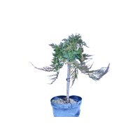 Borievka rozprestretá - Juniperus horizontalis 'Prince of Wales' - na 1/2 kmienku