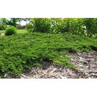 Borievka rozprestretá - Juniperus horizontalis 'Prince of Wales' - na 1/2 kmienku