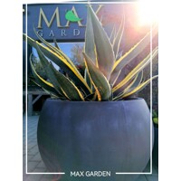 Agave americana ´Variegata´ Co30L