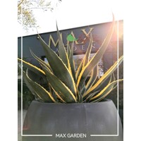 Agave americana ´Variegata´ Co30L