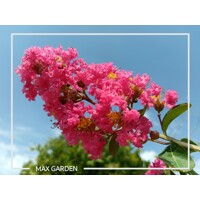 Myrta krepová  - Lagerstroemia indica na 200cm kmeni (strom) - tmavo ružová, 6/8