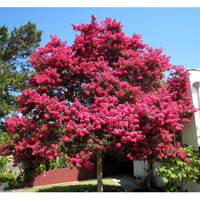 Myrta krepová  - Lagerstroemia indica na 200cm kmeni (strom) - tmavo ružová, 6/8