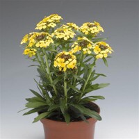 Erysimum hybridum ´Canaries´
