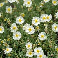 Helianthemum ´The Bridge´