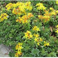 Sedum cauticola ‘Lidakense’