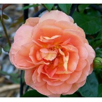 Ruža ?ajová - Rosa hybrida ´Orange Beauty´