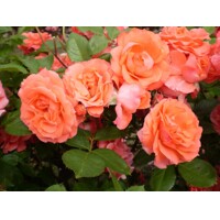 Ruža ?ajová - Rosa hybrida ´Orange Beauty´